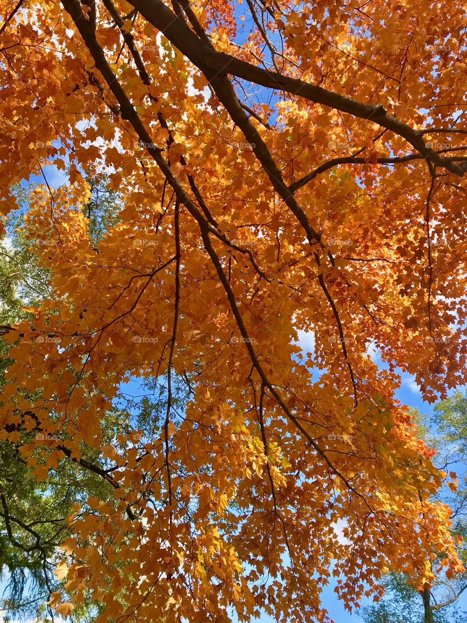 Maple tree