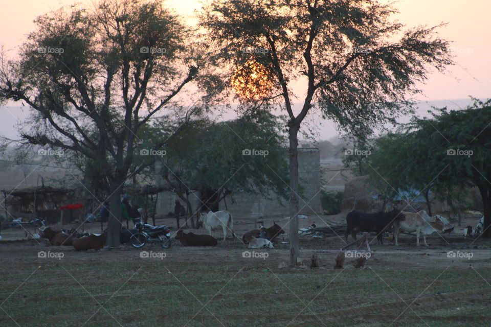 Village In Sindh
