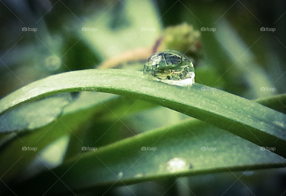 Water drop on blade of grass
