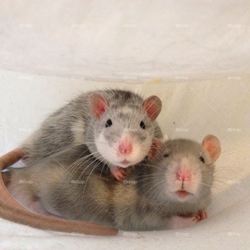Cute Rats