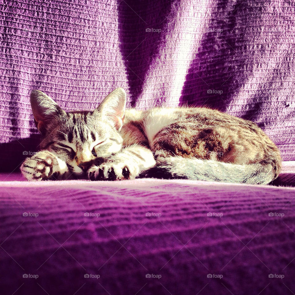 cat sleeping fur by richardpt