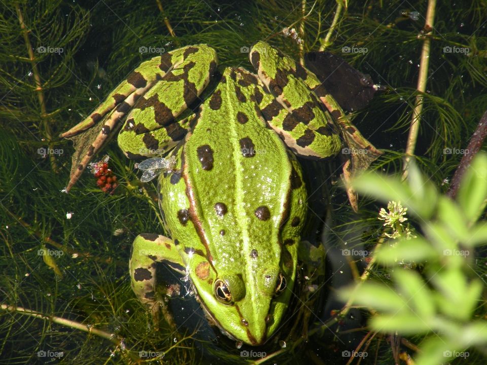 Green frog