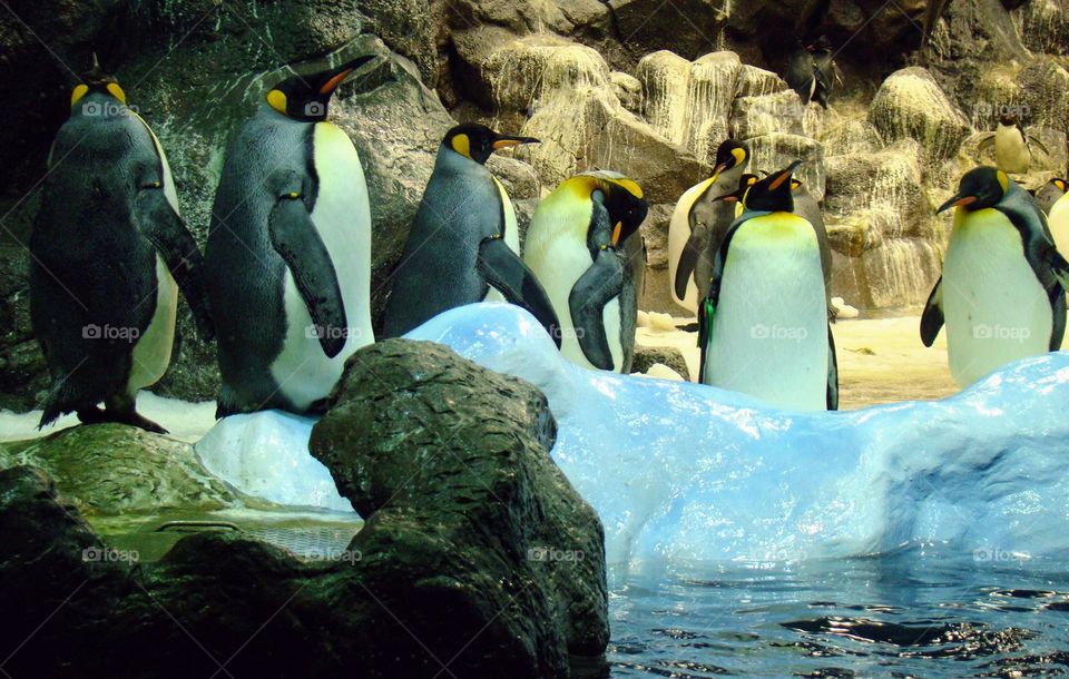 Penguins 🐧🐧🐧