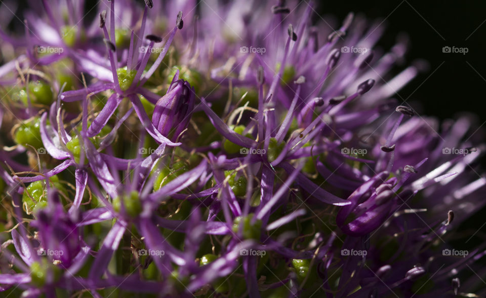 Little purple flower in Spring. macro photo