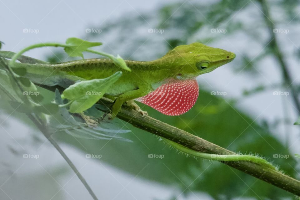 Green Anolis 