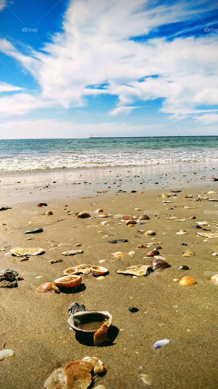shells in the seashore
