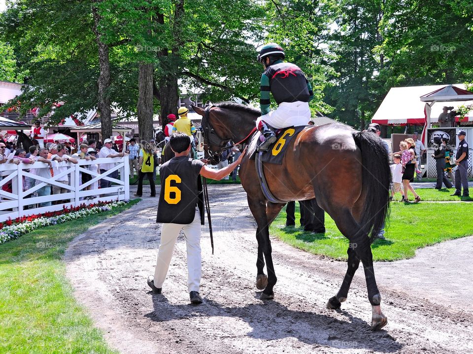 Saratoga Post Parade. Going to the post with all riders up in the paddock at historic Saratoga Race Course. 