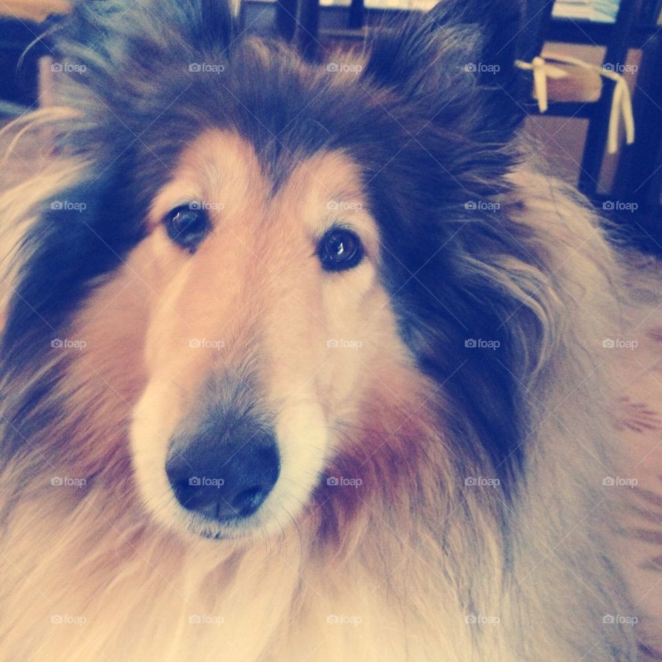 Lassie at home