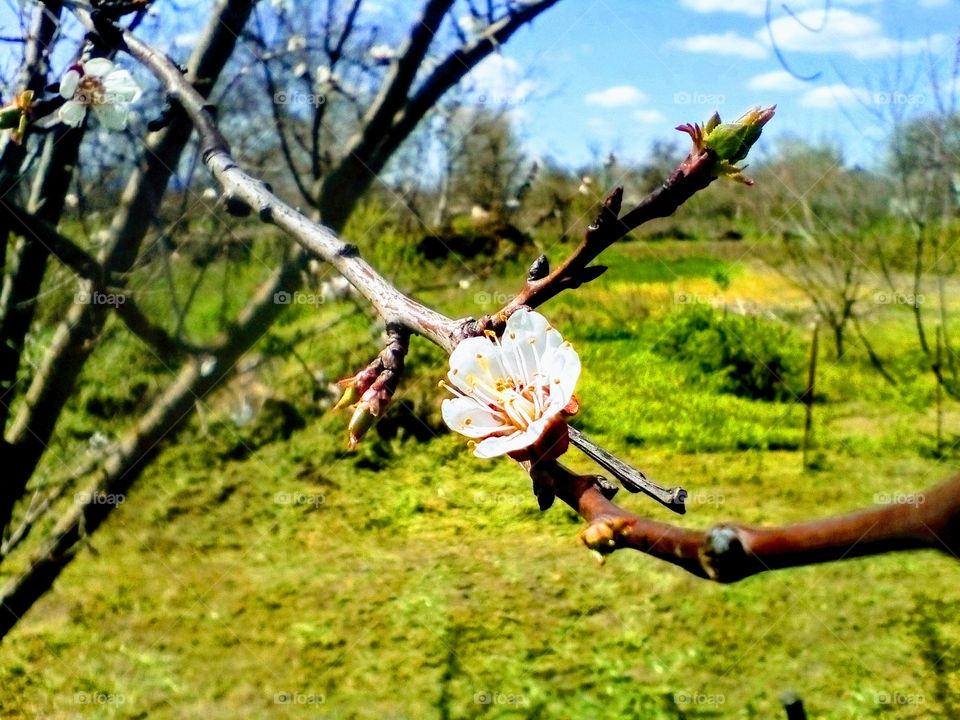 cherry blossoms