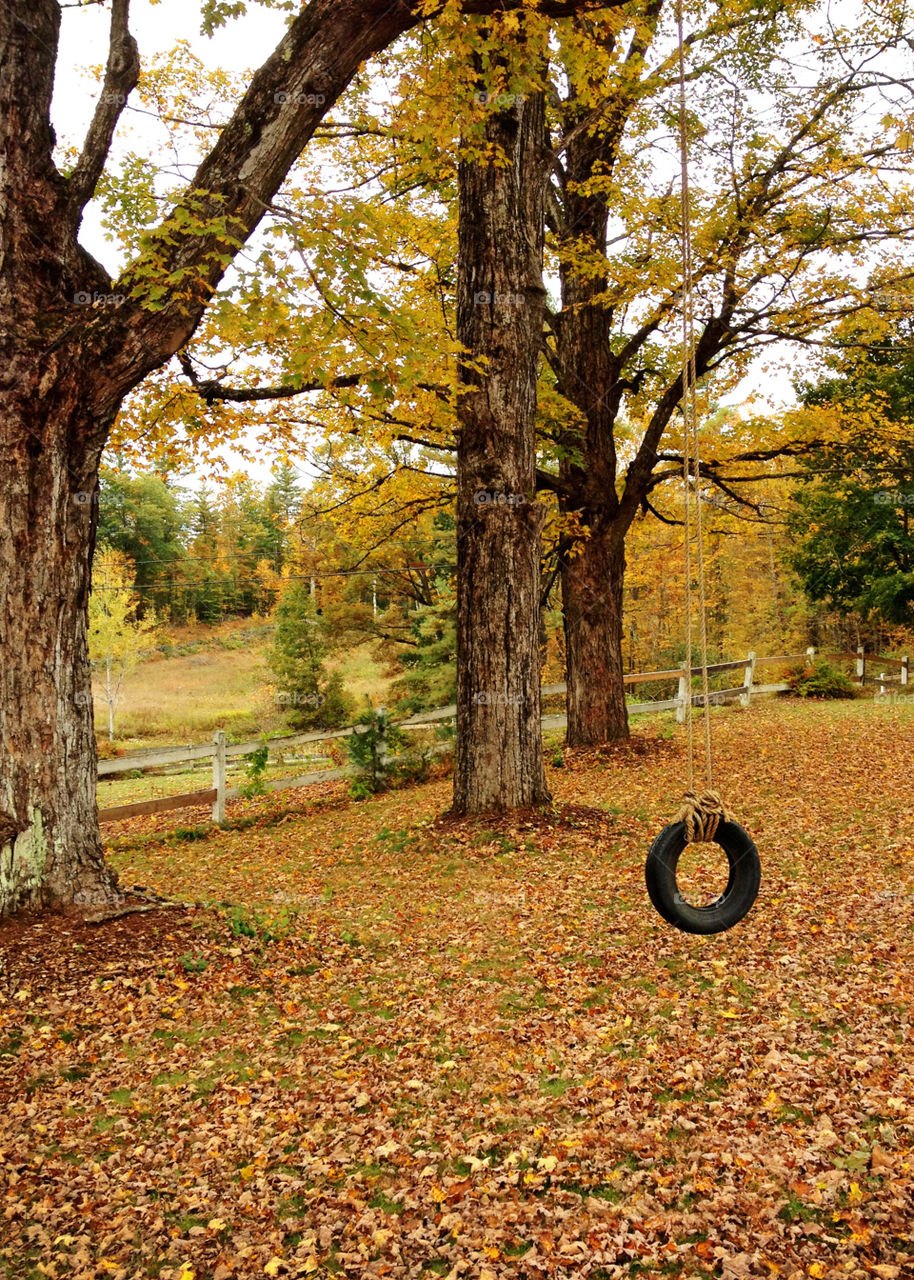 Tire swing