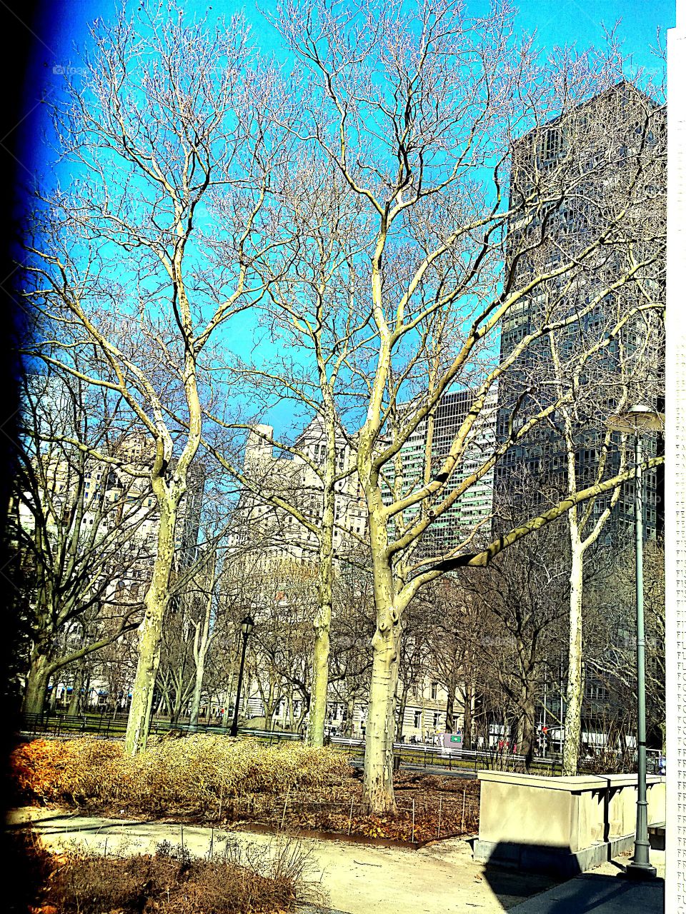 Tree, Winter, Fall, Wood, Landscape
