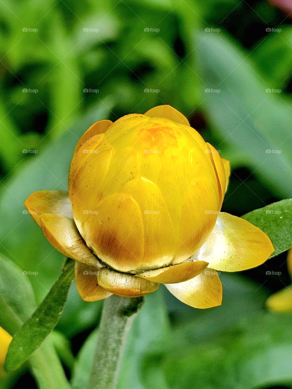 Yellow blooming flower