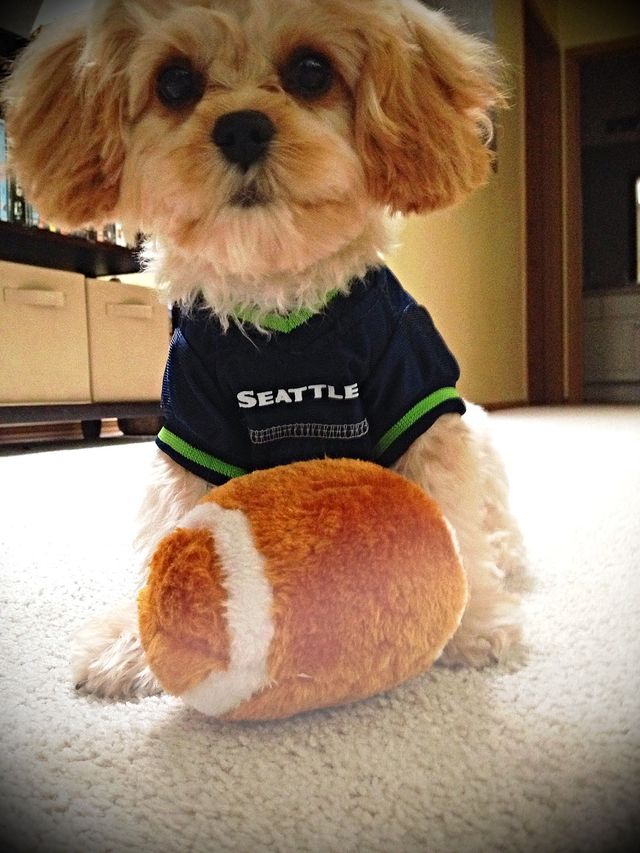 Seahawk Puppy