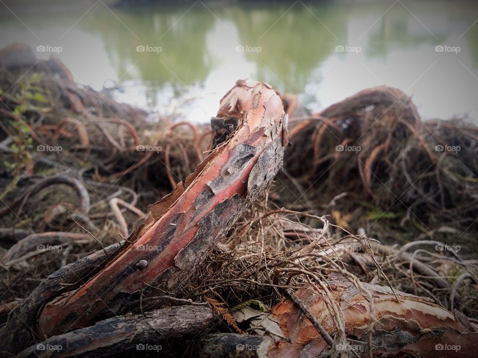 Cypress Roots