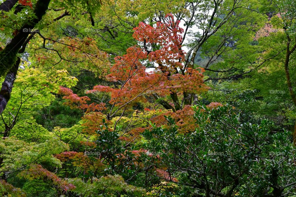 Fall foliage