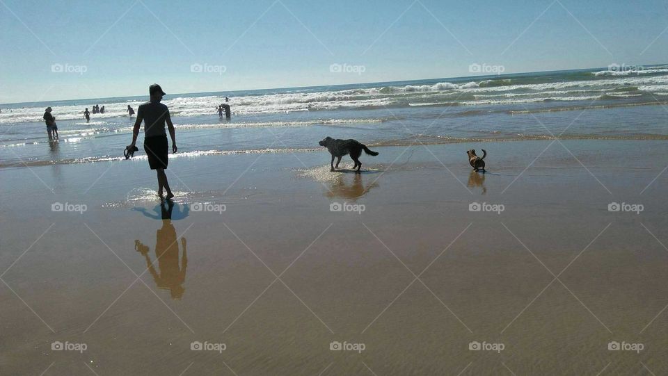 Walk with dogs near the beach