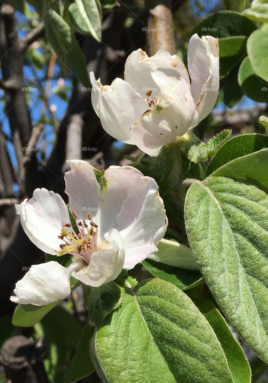 Quince fruit tree blossoms