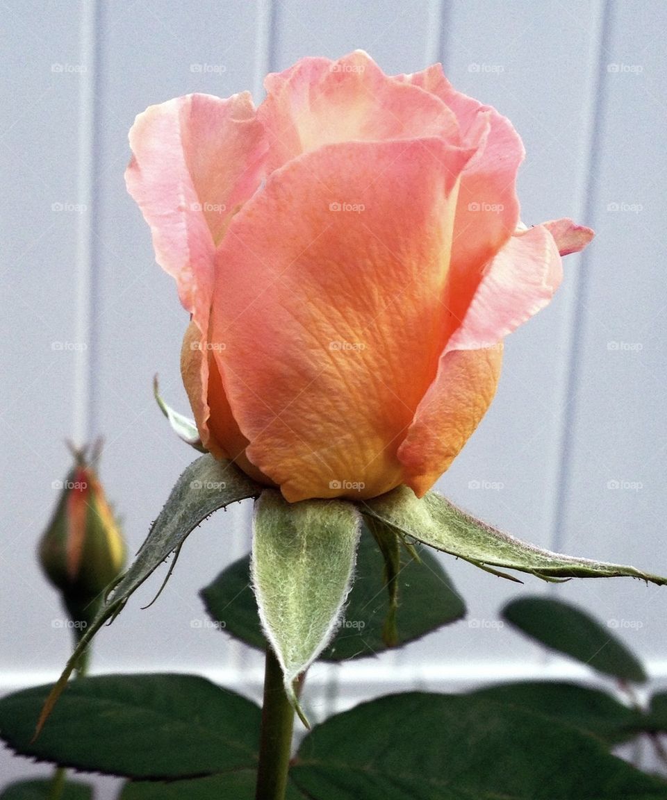 A rose by any other name