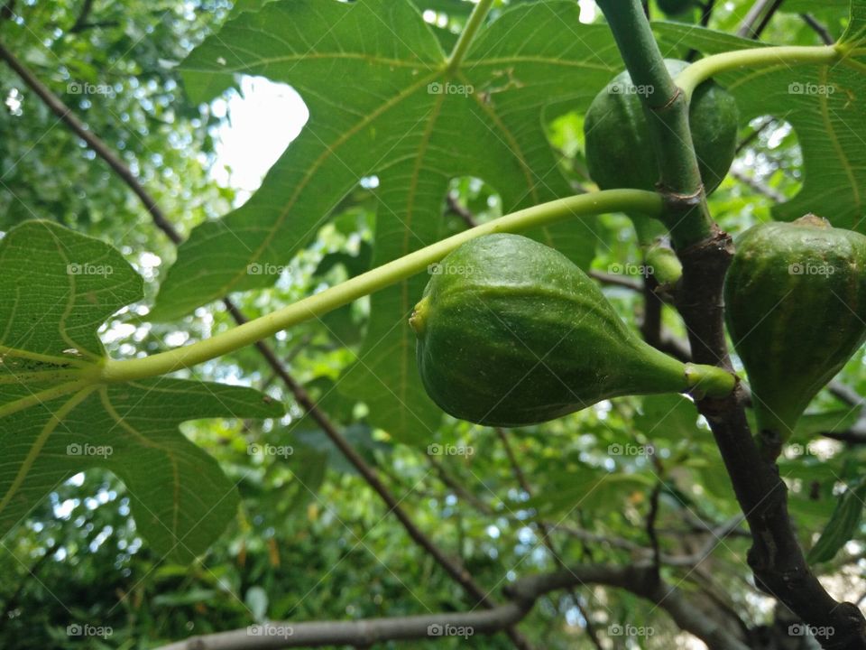 a closeup pic of a green fig fruit ripening between a fig tree branches in a garden
