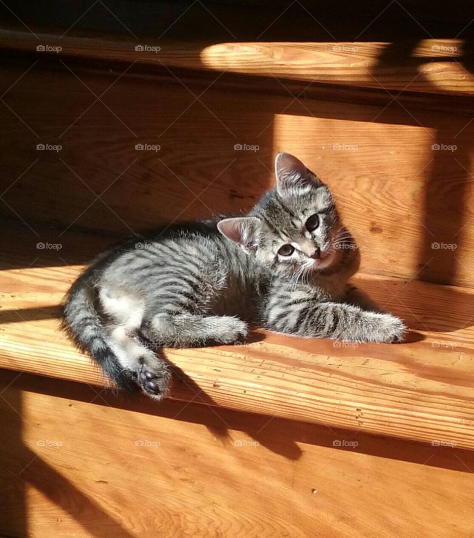 kitten in wooden stairs