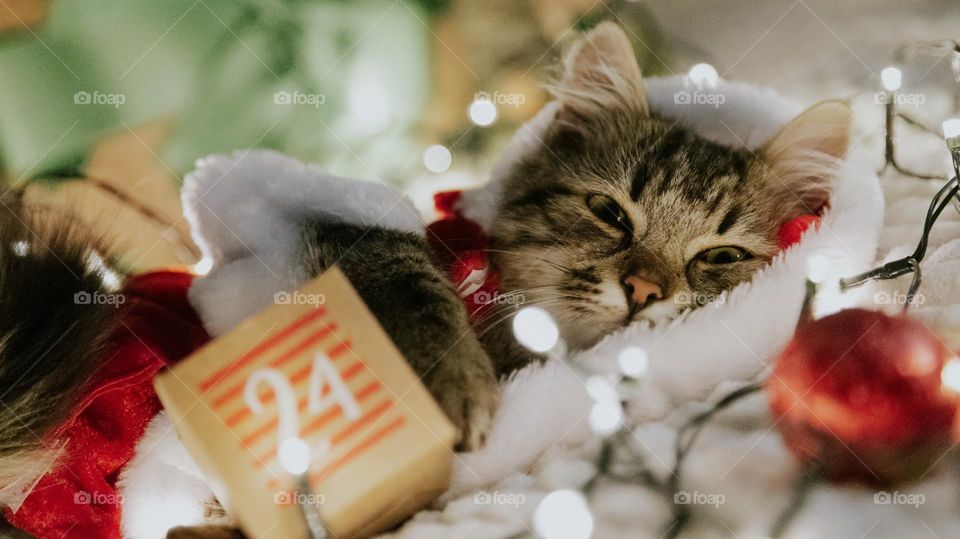 Portrait of a beautiful small fluffy and tricolor cat in a Santa Claus costume dozing on a bed in burning garlands and an advent calendar box with the number 24, close-up side view.