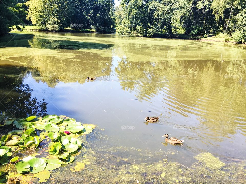 Ducks in castle park, Pszczyna, Poland.
