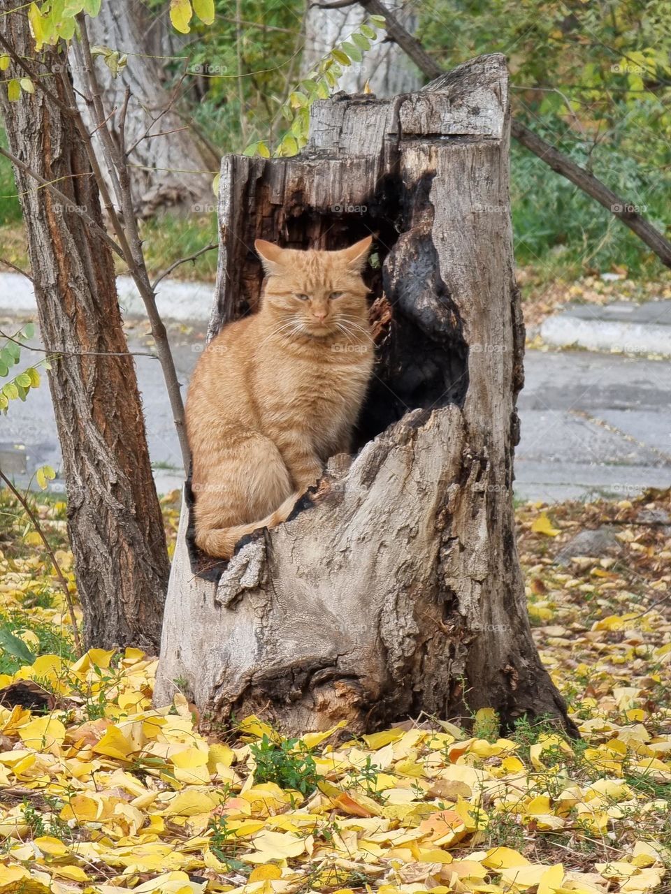 Red cat naturally posing in tree trunk, looking at us, matching autumn colors