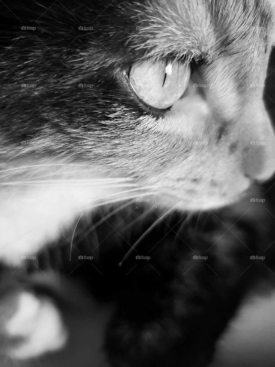 beautiful calico cat