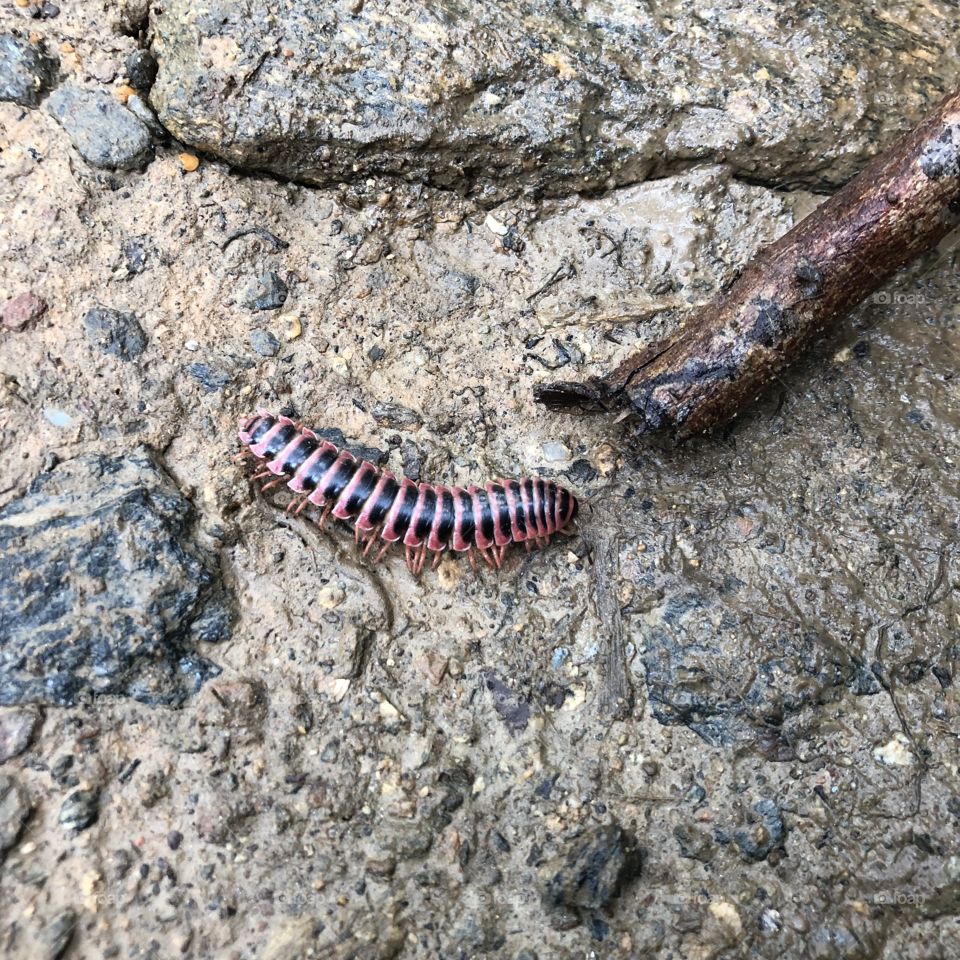millipede