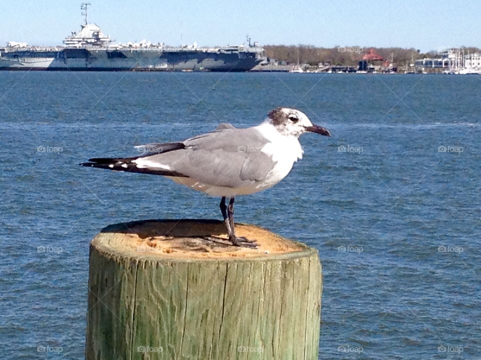 The Seagull and the Yorktown