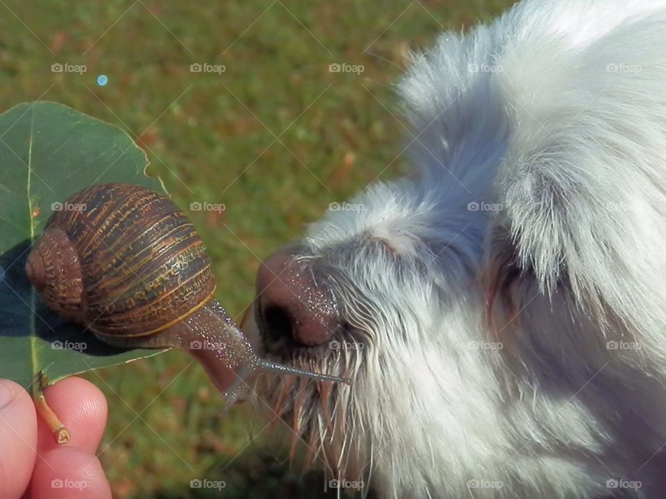 Snail V Dog