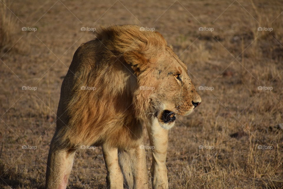 Male lion 