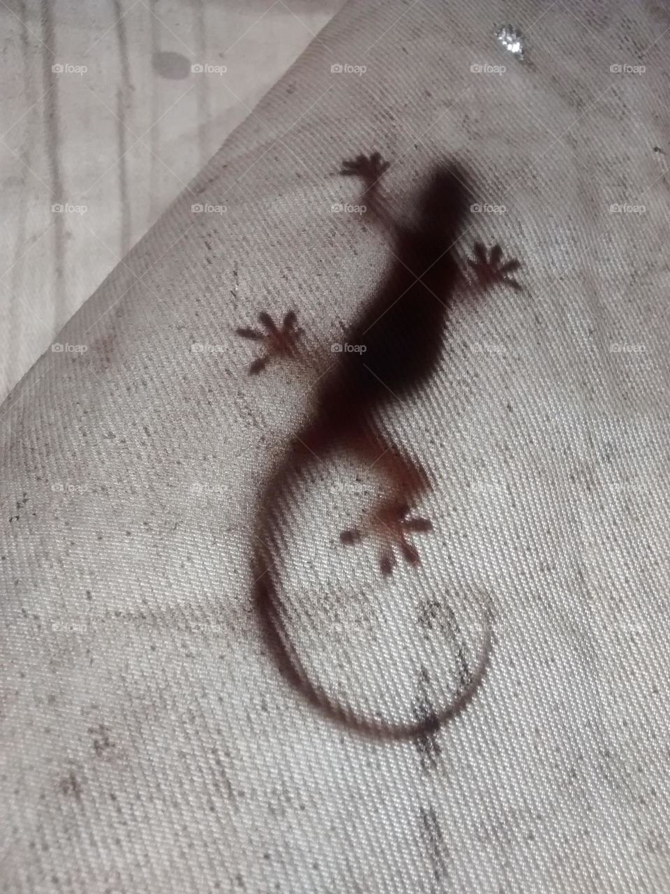 shadow of house Lizard