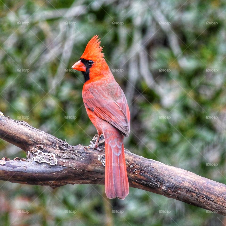 Male Northern Cardinal on a perch. 