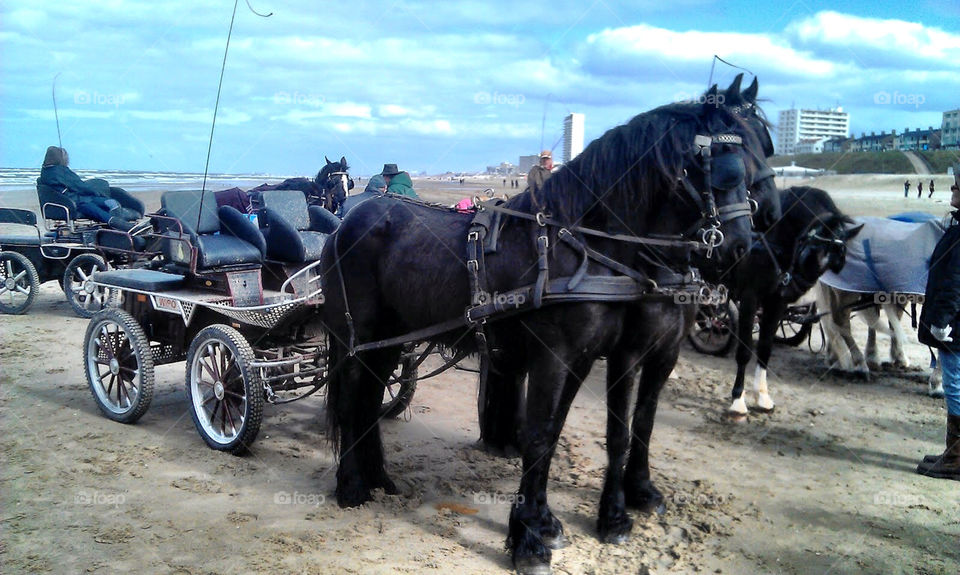 Carriage ride at the beach