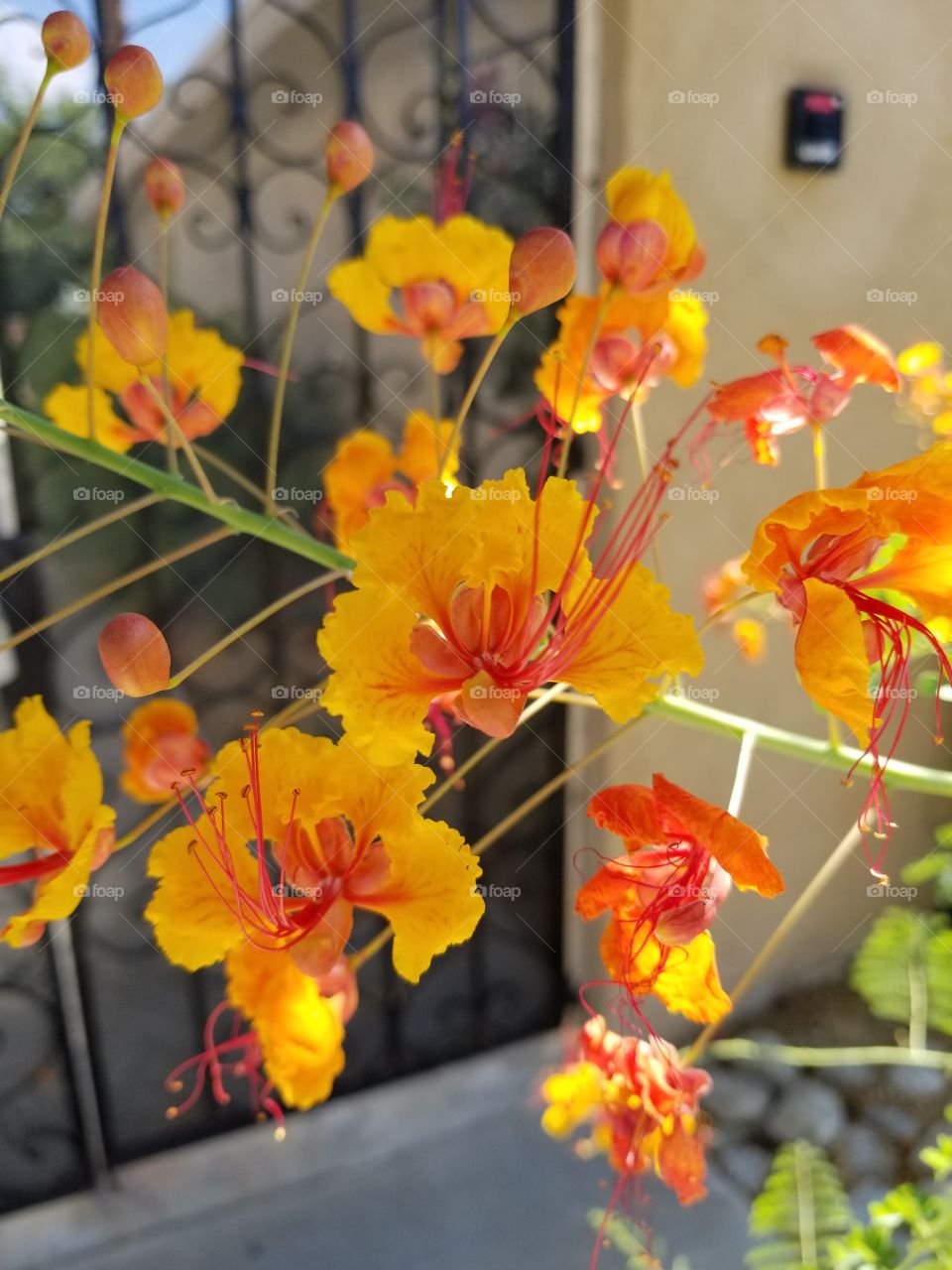 Algeria. Hogar Palm Springs Ca