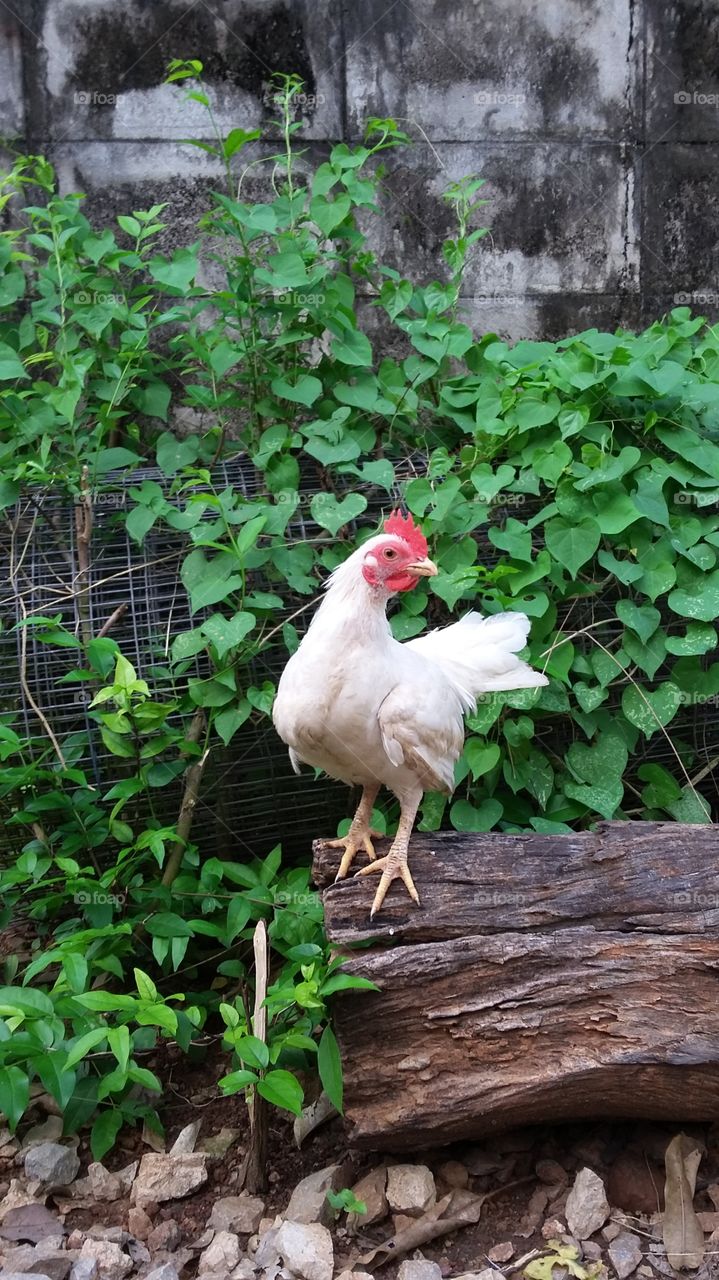 Bird, Nature, Poultry, No Person, Farm