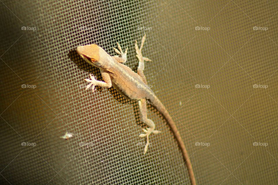 Anole 2