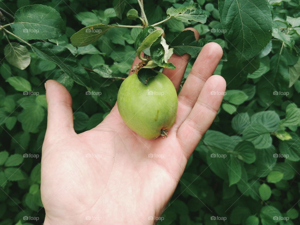 A real green apple on a tree, although not perfect, but very tasty