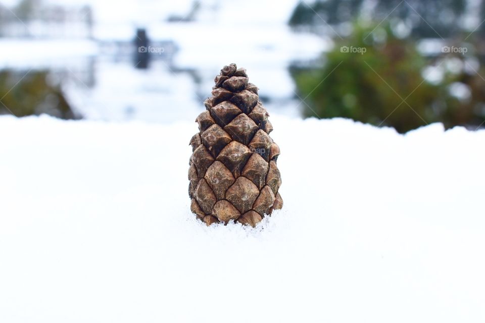 snowy acorn