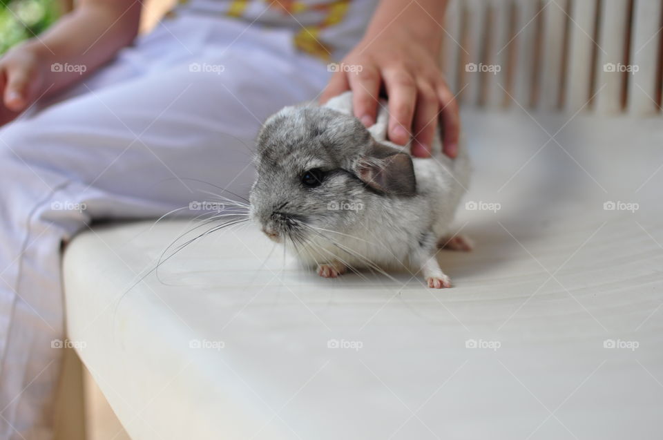 Cute Chinchilla 