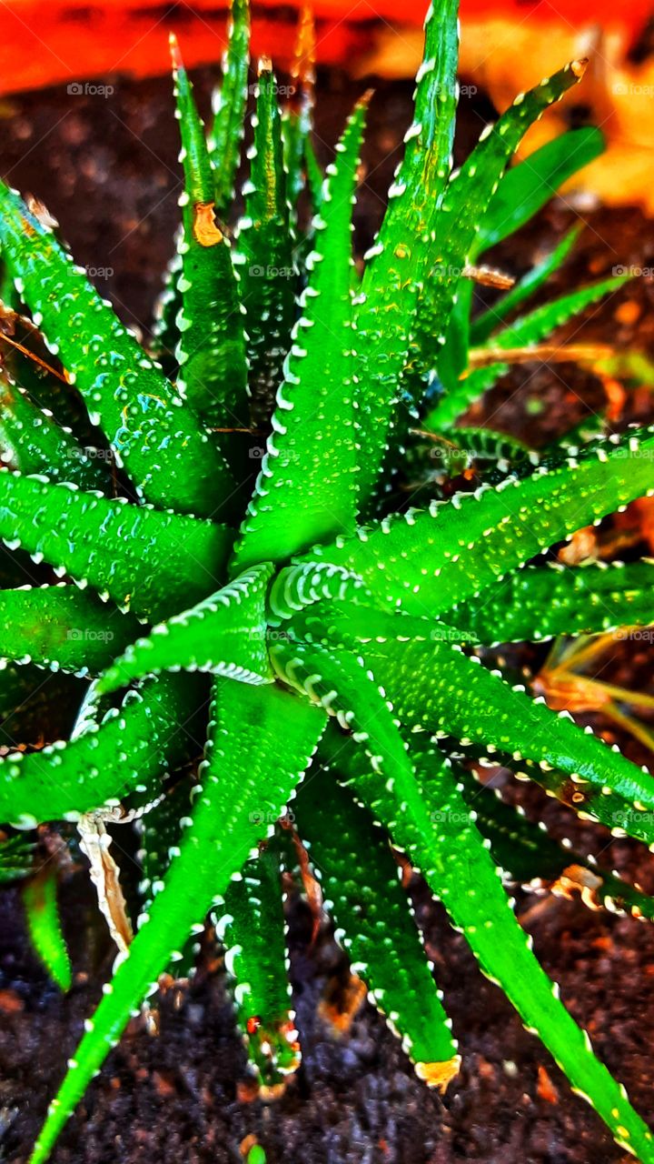 Aloe vera,aloe,plant,floral,garden,botany,spring,summer,colorful,landscape,nature,reflection,health,face mask, blossom