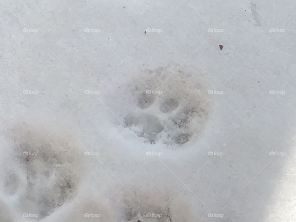 Kitty footprint 