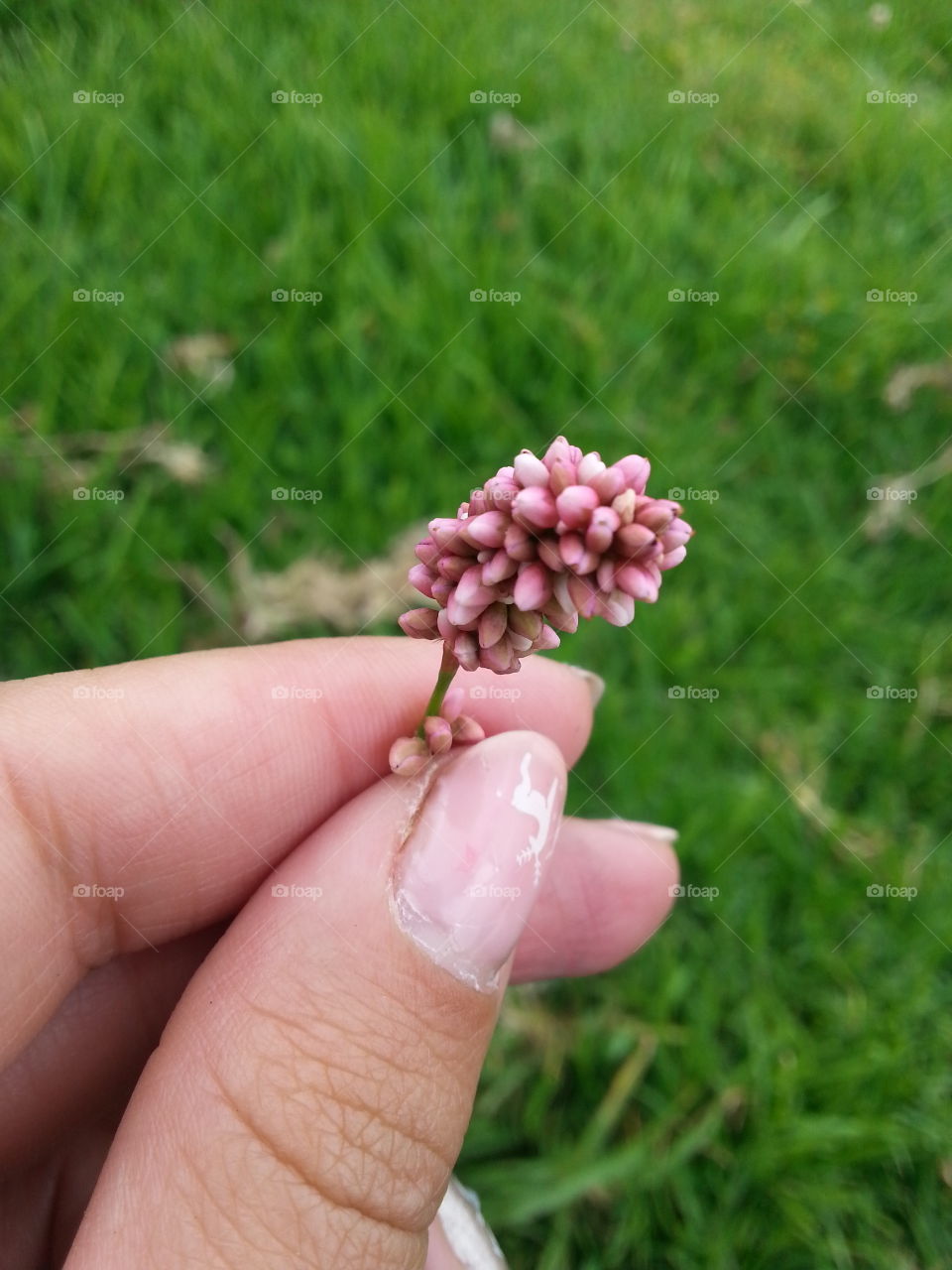 little pink flower