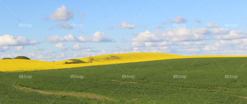 Spring landscape, rape fields in Skåne, Sweden