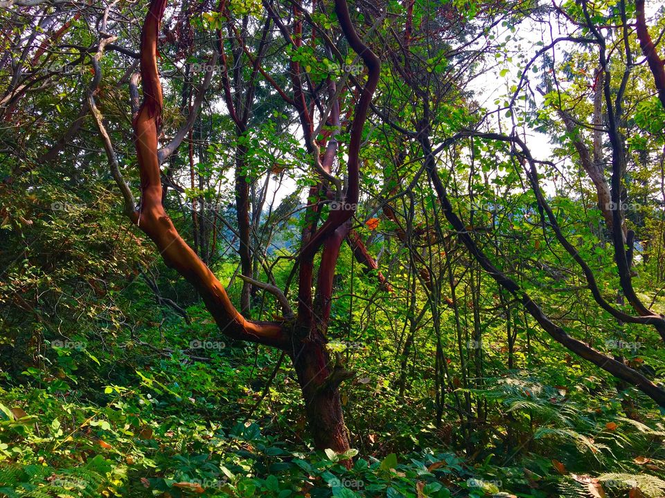 Madrona Tree, Foulweather Bluff 