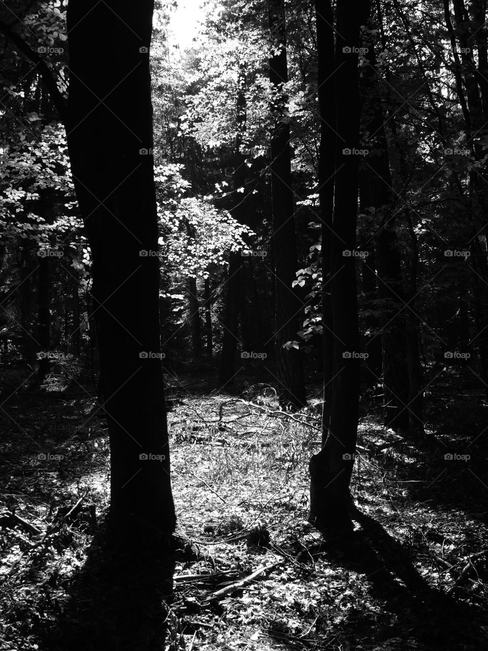 Black and white shot of trees in forest in Bernau bei Berlin, Germany.