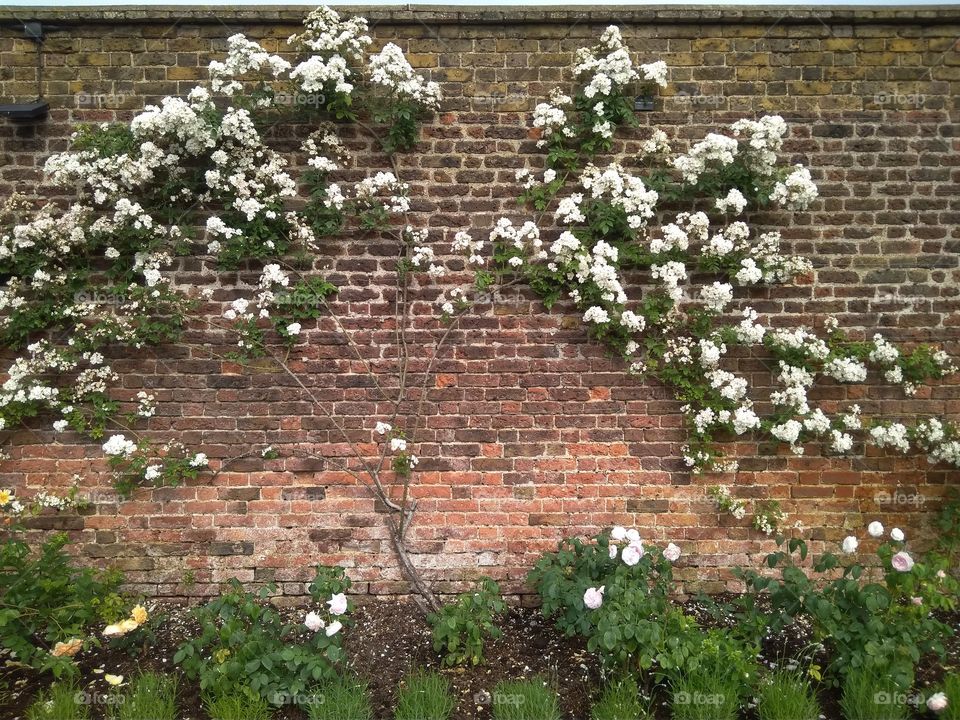 Hampton Court Palace Rose Bush