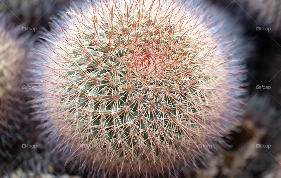 Beautiful cactus farm