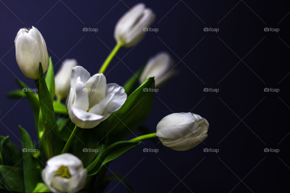 white tulips
